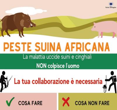 Peste suina africana foto 