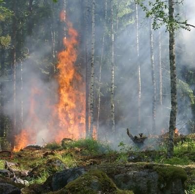 Rischio incendi boschivi: attivazione fase di preallarme foto 