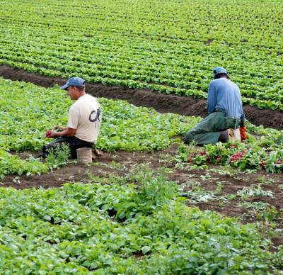 Divieto di lavoro, per il troppo caldo, tra le 12.30 e le 16 foto 